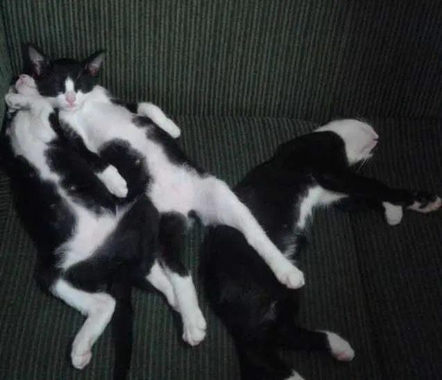 Gato ra a mistura de raças  idade 2 a 6 meses nome Filhotes
