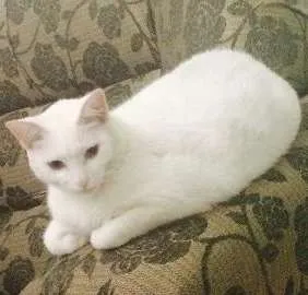 Gato raça SRD idade 4 anos nome Branquela