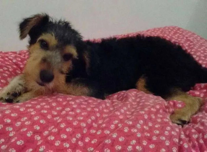 Cachorro ra a SRD idade 7 a 11 meses nome Rabito