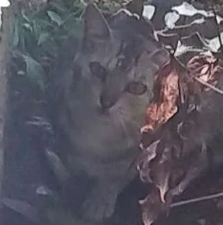 Gato ra a Desconhecida idade 4 anos nome Desconhecido
