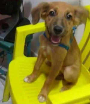 Cachorro raça Vira-Lata idade 2 a 6 meses nome Samanta