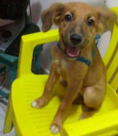 Cachorro ra a Vira-Lata idade 2 a 6 meses nome Samanta