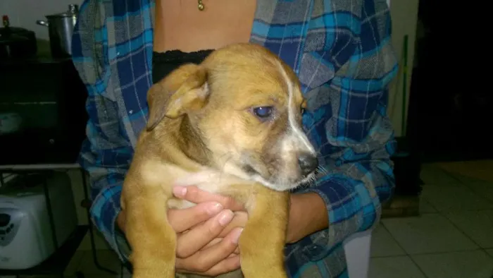 Cachorro ra a sem raça definida idade 2 a 6 meses nome URSO