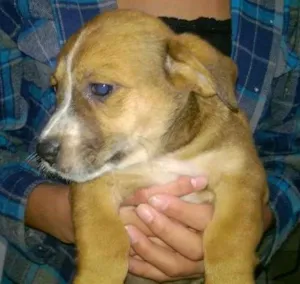 Cachorro raça sem raça definida idade 2 a 6 meses nome URSO