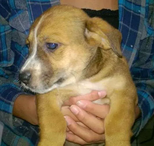 Cachorro ra a sem raça definida idade 2 a 6 meses nome URSO