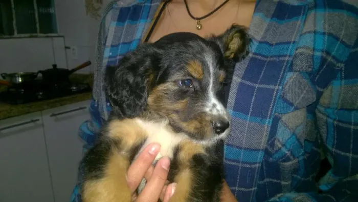 Cachorro ra a Setter idade 2 a 6 meses nome FOFUCHA