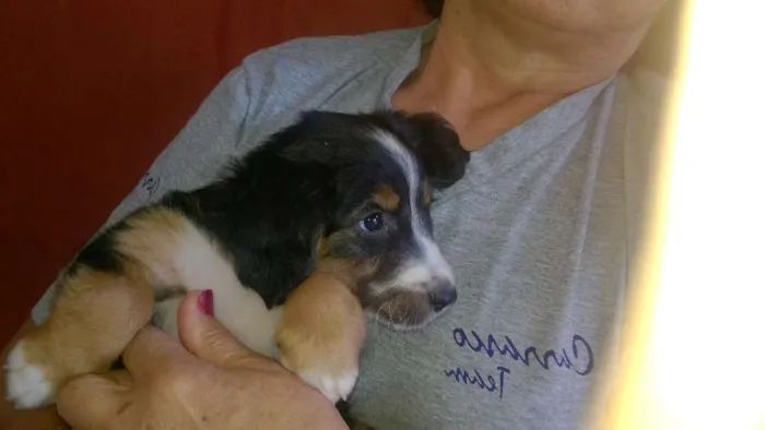 Cachorro ra a Setter idade 2 a 6 meses nome auaúcia