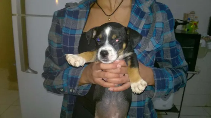 Cachorro ra a sem raça definida idade 2 a 6 meses nome Lentilha 