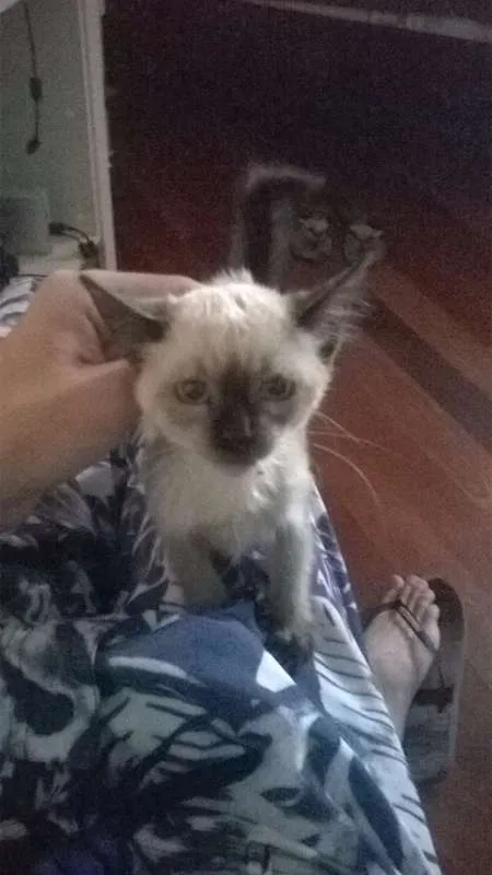 Gato ra a Mestiço Siamês idade 2 a 6 meses nome Sem nome