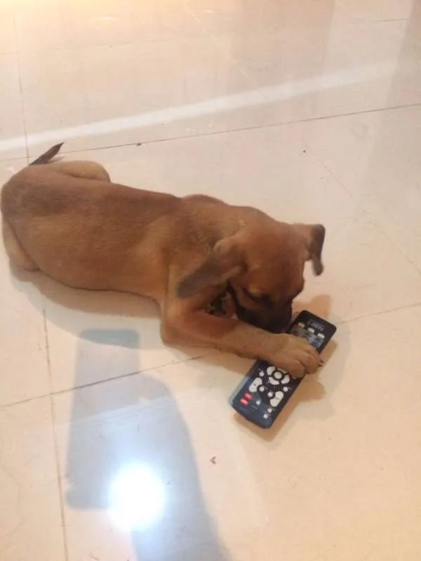 Cachorro ra a ND idade 2 a 6 meses nome Mel