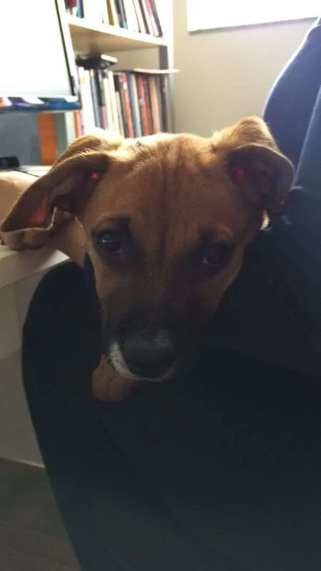 Cachorro ra a ND idade 2 a 6 meses nome Mel