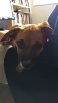 Mel