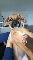 Mel