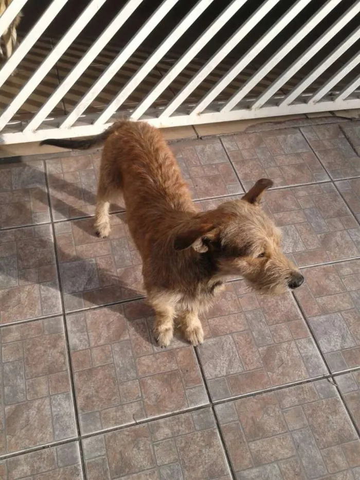Cachorro ra a srs idade 2 anos nome astro