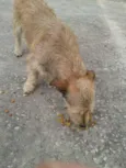 astro