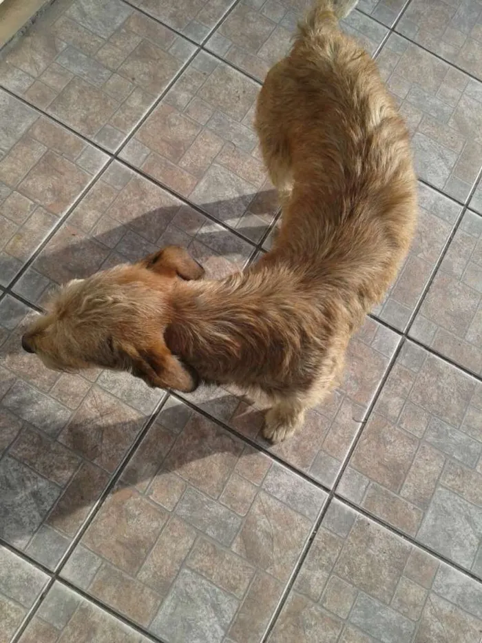 Cachorro ra a srs idade 2 anos nome astro