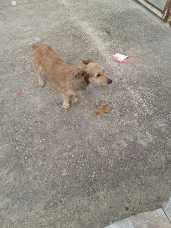 Cachorro ra a srs idade 2 anos nome astro