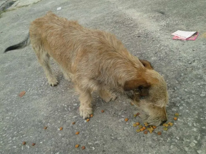 Cachorro ra a srs idade 2 anos nome astro