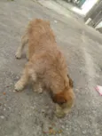 astro