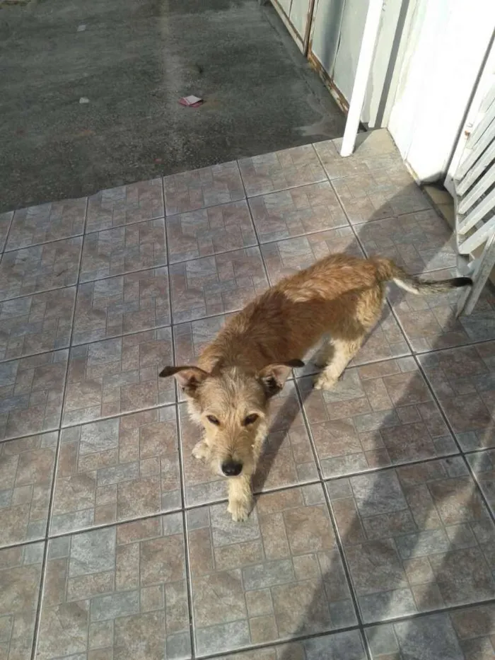 Cachorro ra a srs idade 2 anos nome astro