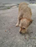astro