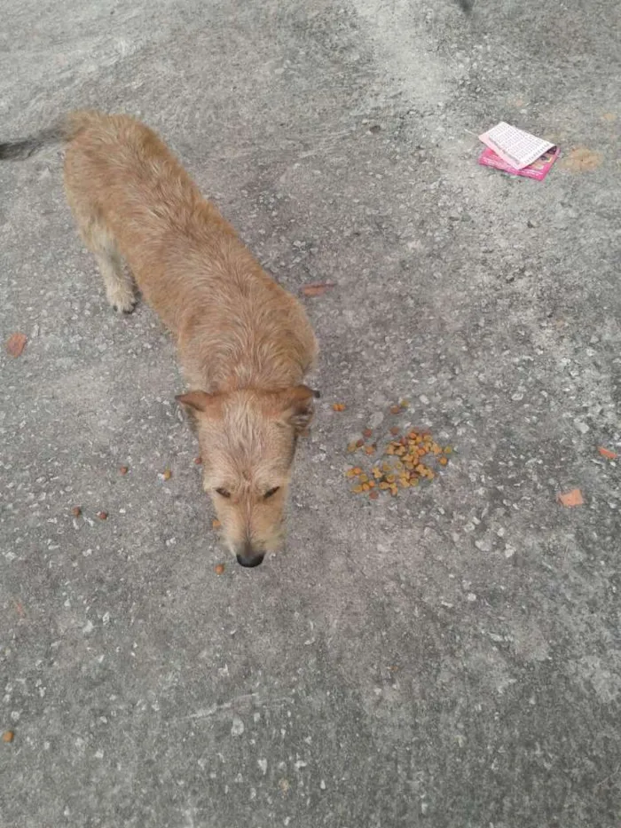 Cachorro ra a srs idade 2 anos nome astro