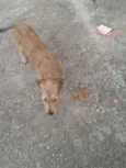 astro