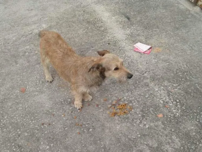 Cachorro ra a srs idade 2 anos nome astro