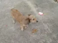 astro