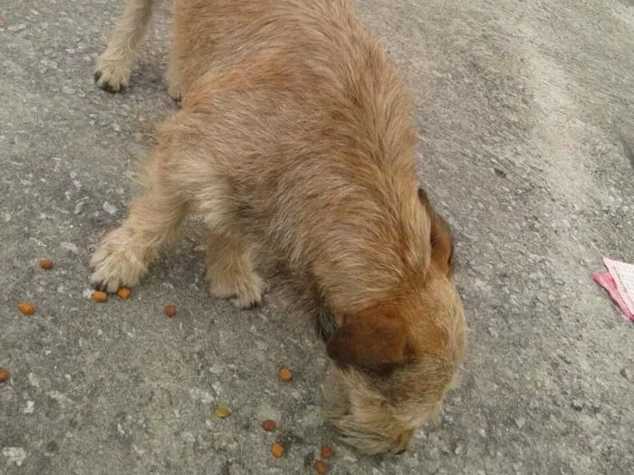 Cachorro ra a srs idade 2 anos nome astro