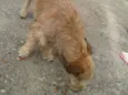 astro