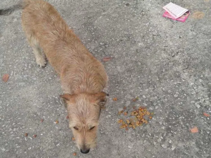 Cachorro ra a srs idade 2 anos nome astro