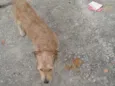 astro