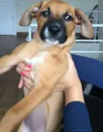 Mel