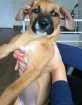 Cachorro raça ND idade 2 a 6 meses nome Mel