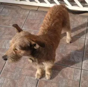 Cachorro raça srs idade 2 anos nome astro