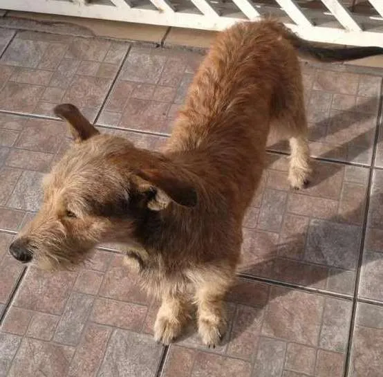 Cachorro ra a srs idade 2 anos nome astro