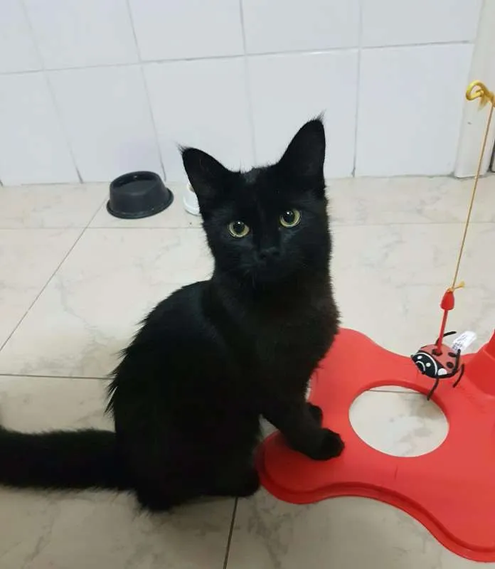 Gato ra a Bombaim idade 7 a 11 meses nome MIA