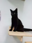 MIA