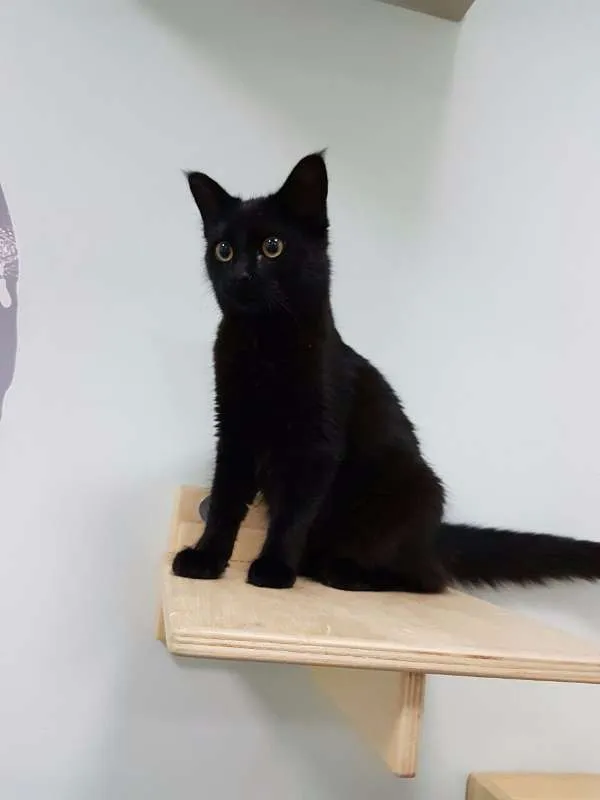 Gato ra a Bombaim idade 7 a 11 meses nome MIA
