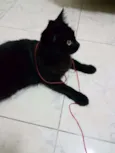 MIA