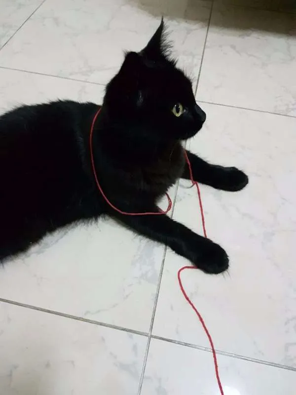 Gato ra a Bombaim idade 7 a 11 meses nome MIA