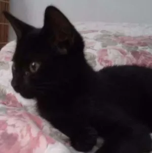 Gato raça Srd idade  nome Baby
