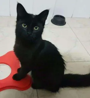 Gato raça Bombaim idade 7 a 11 meses nome MIA