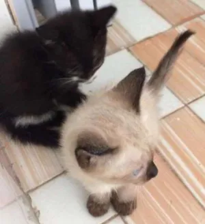 Gato raça  idade 2 a 6 meses nome Sophia