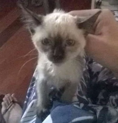 Gato ra a Mestiço Siamês idade 2 a 6 meses nome Sem nome