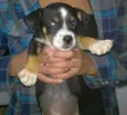 Lentilha 