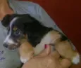 auaúcia