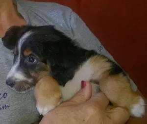 Cachorro raça Setter idade 2 a 6 meses nome auaúcia