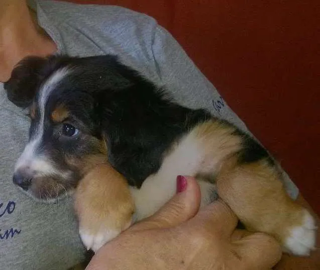 Cachorro ra a Setter idade 2 a 6 meses nome auaúcia